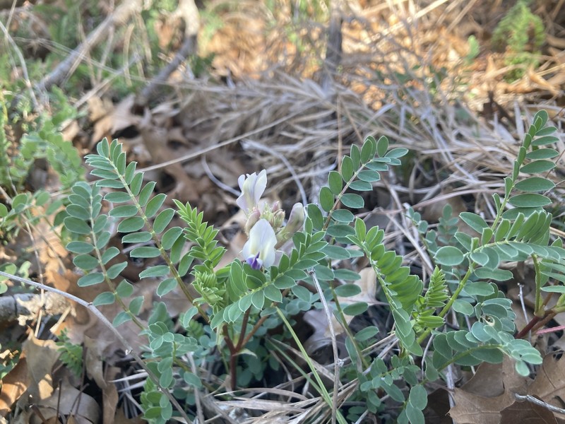 Astragalus crassicarpus var. berlandieri photo 5