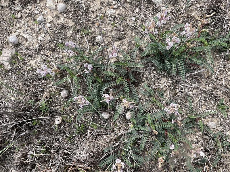 Astragalus crassicarpus var. berlandieri photo 6