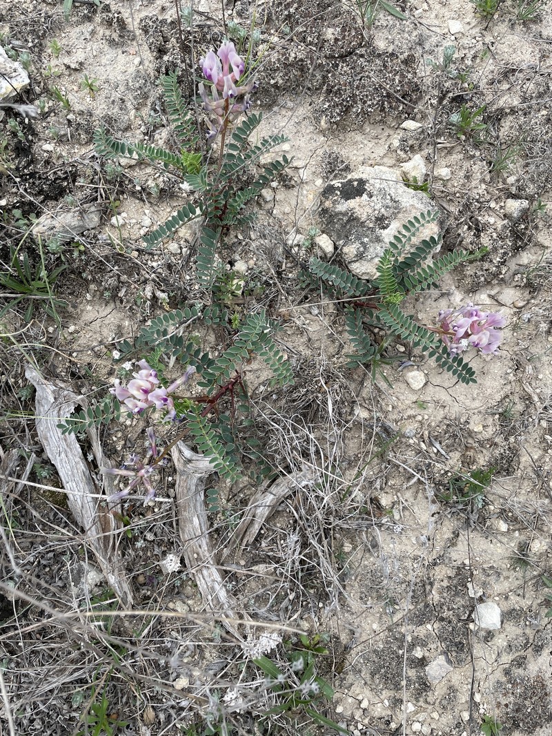 Astragalus crassicarpus var. berlandieri photo 8