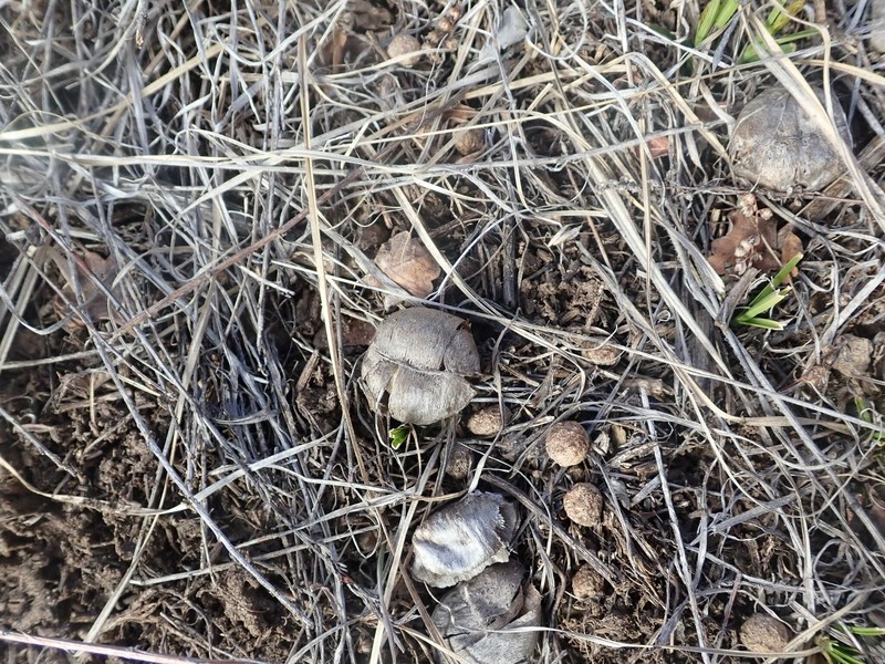 Astragalus crassicarpus var. cavus