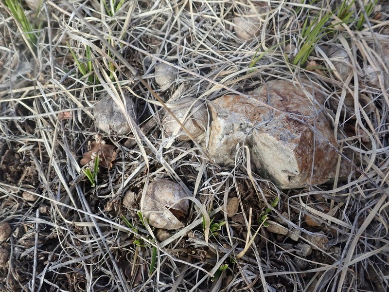 Astragalus crassicarpus var. cavus photo 2