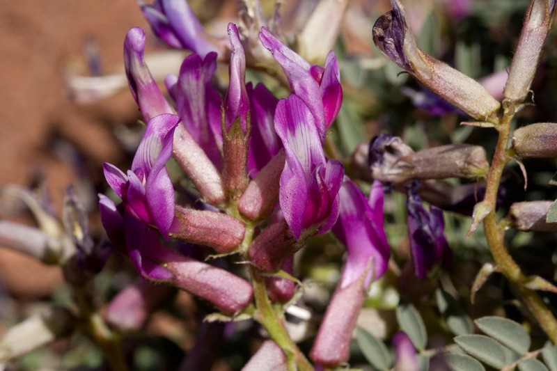 Astragalus crassicarpus var. cavus photo 3