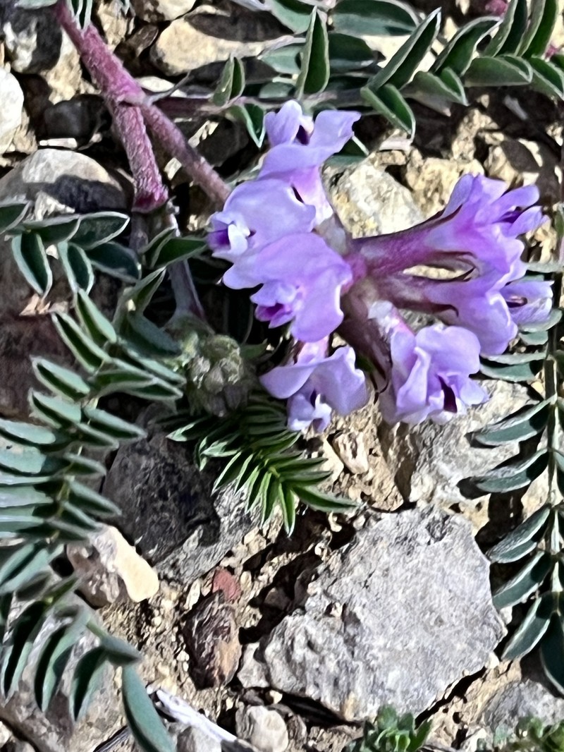 Astragalus crassicarpus var. crassicarpus