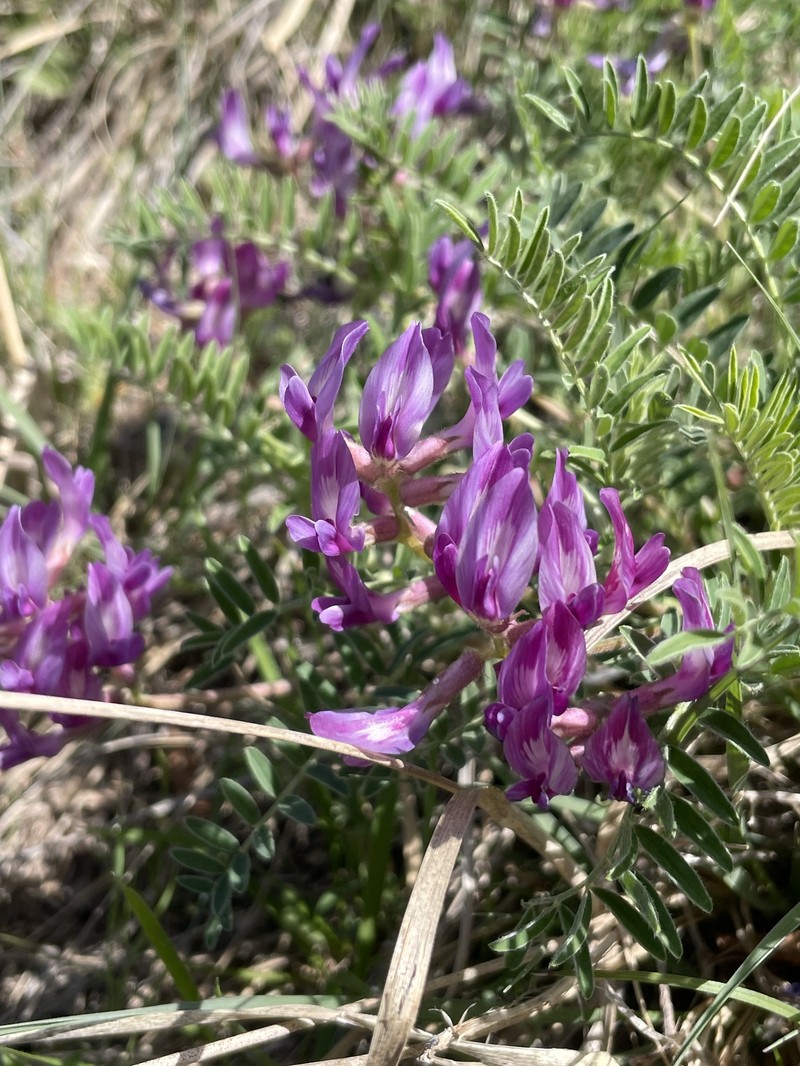 Astragalus crassicarpus var. crassicarpus photo 2