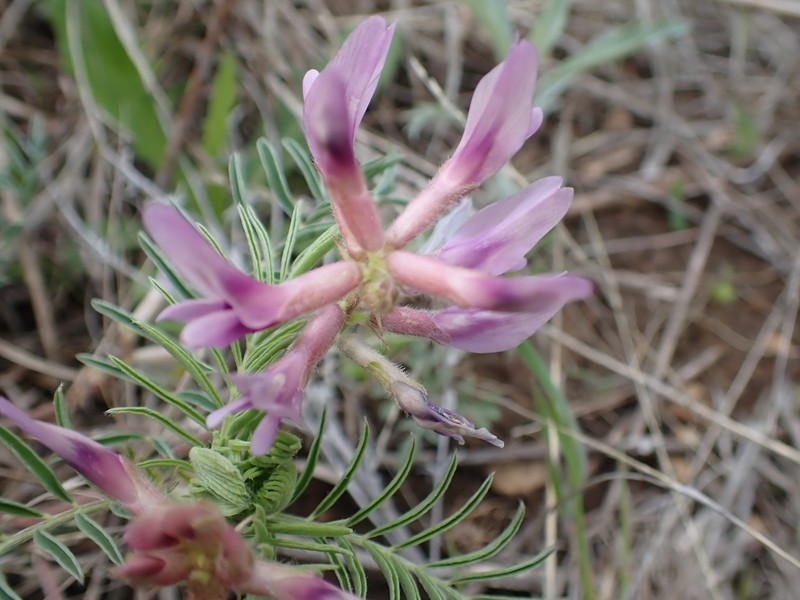 Astragalus crassicarpus var. crassicarpus photo 3
