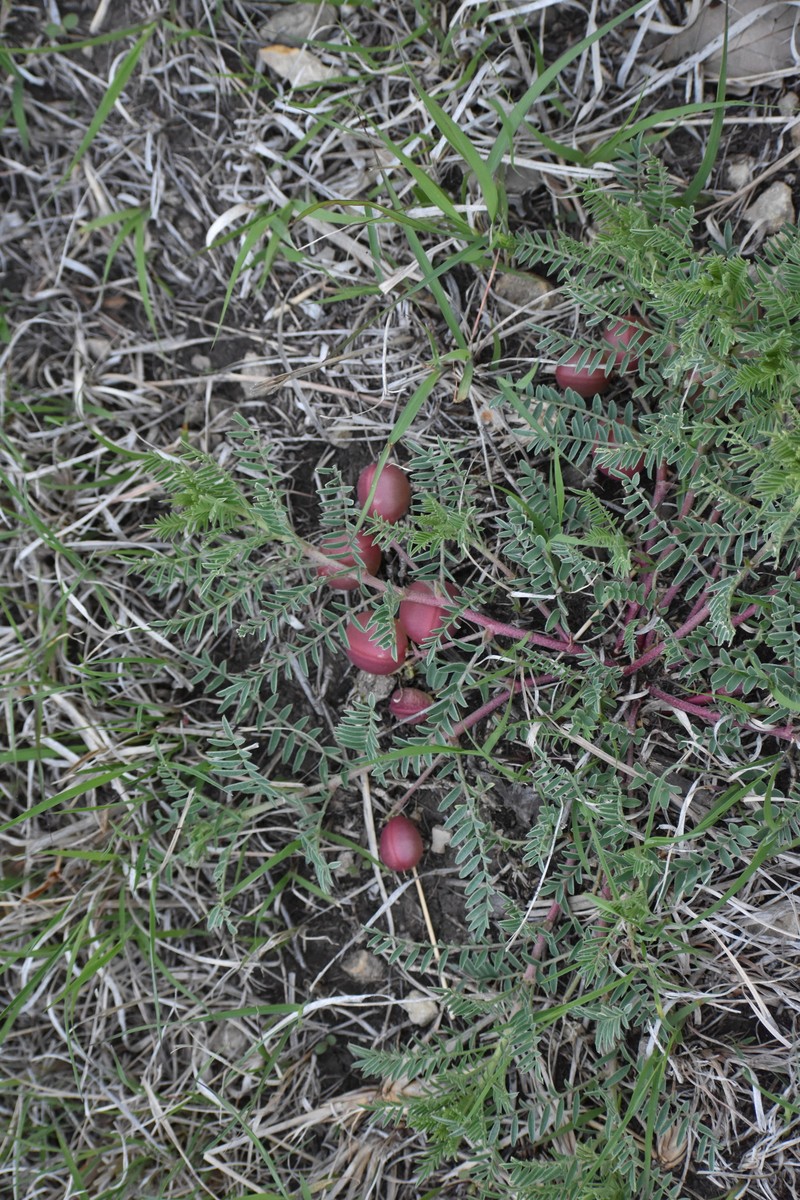 Astragalus crassicarpus var. crassicarpus photo 4