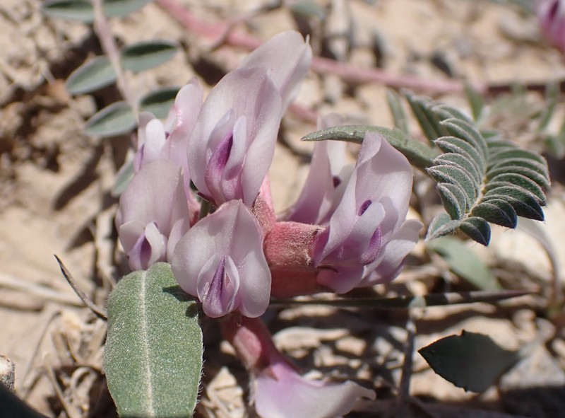 Astragalus crassicarpus var. crassicarpus photo 5