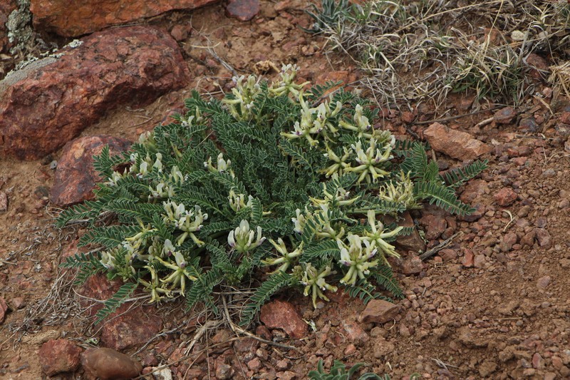 Astragalus crassicarpus var. paysonii