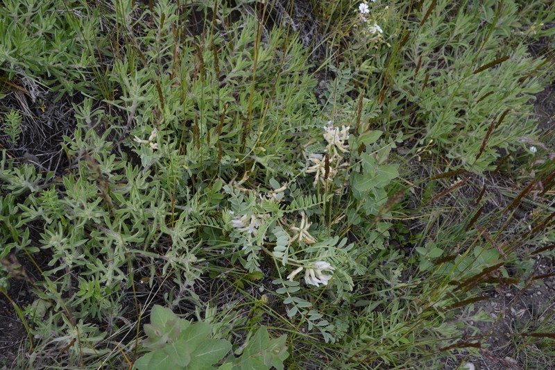Astragalus crassicarpus var. paysonii photo 2
