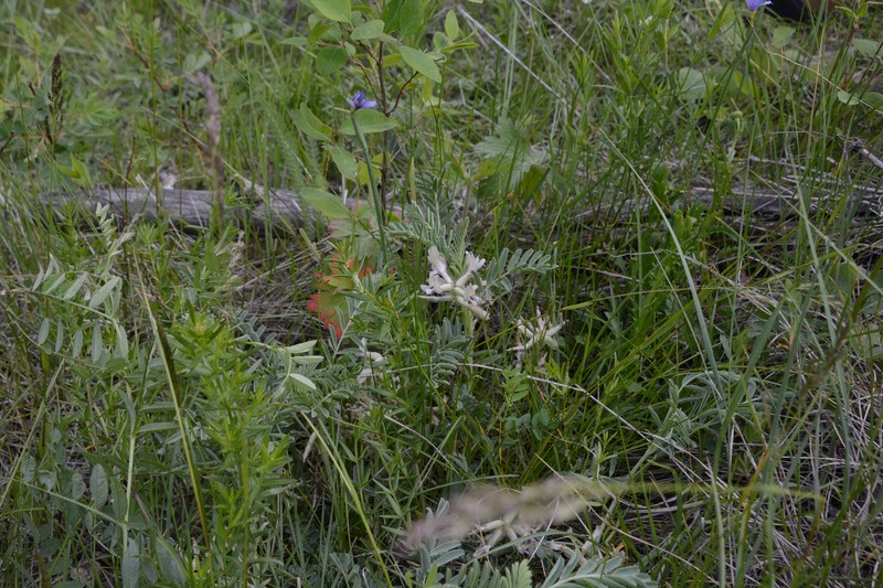 Astragalus crassicarpus var. paysonii photo 3