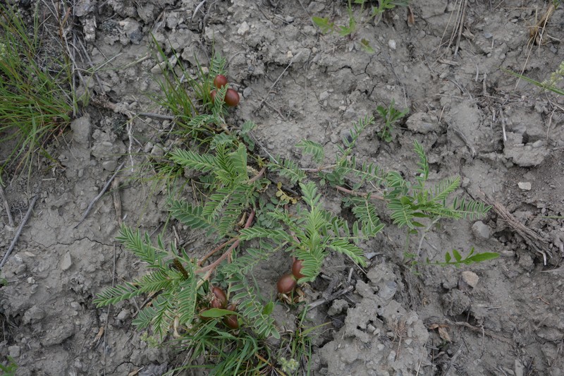 Astragalus crassicarpus var. paysonii photo 4