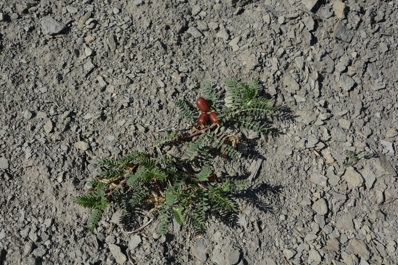 Astragalus crassicarpus var. paysonii photo 5