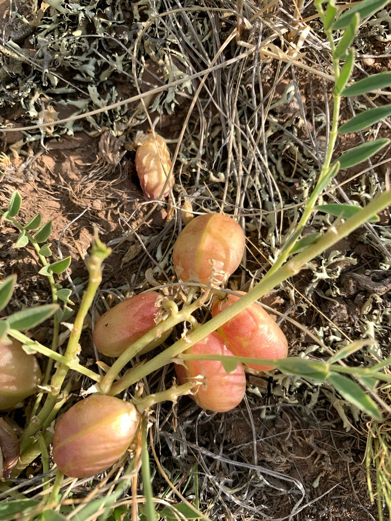 Astragalus crassicarpus var. paysonii photo 6