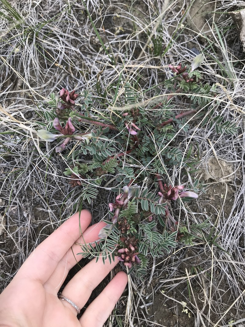 Astragalus crassicarpus var. paysonii photo 7
