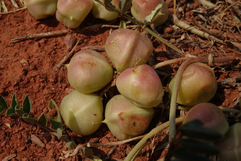 Astragalus crassicarpus var. paysonii photo 8