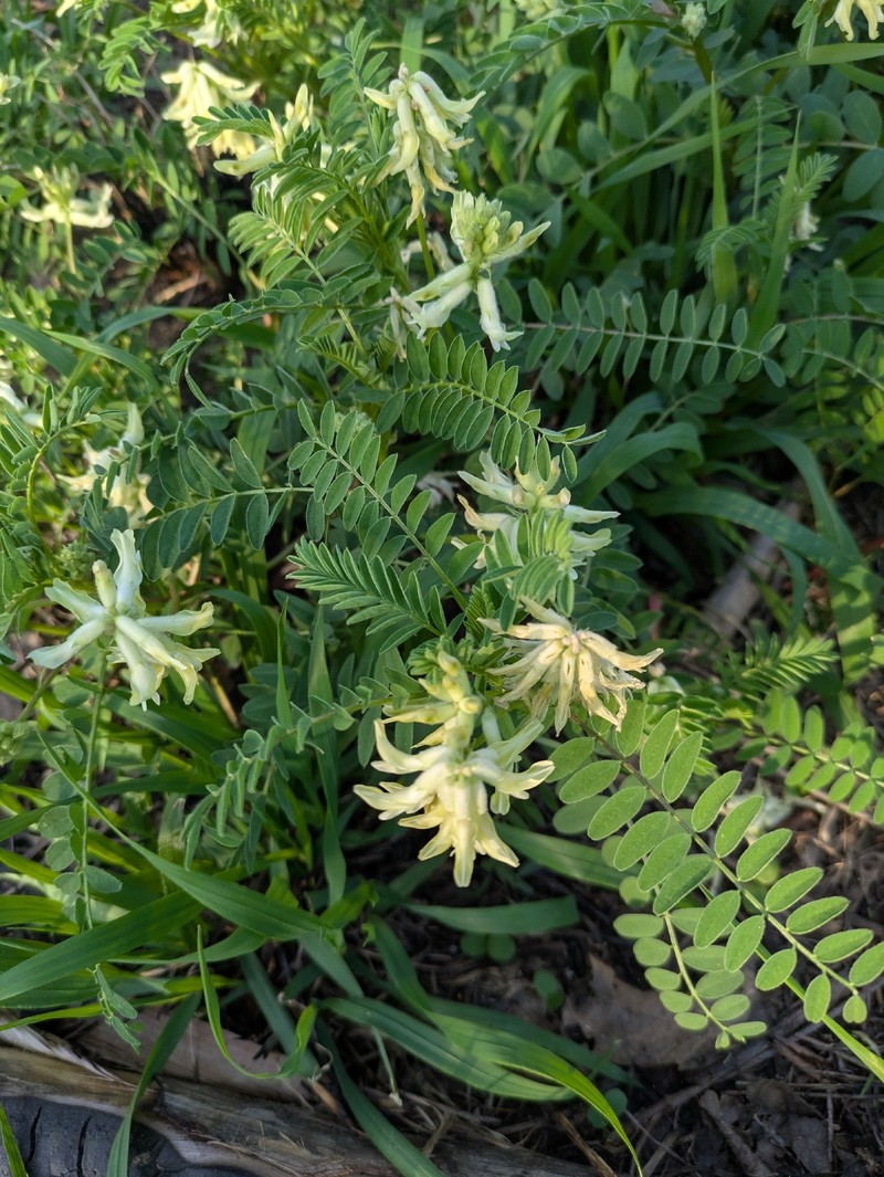 Astragalus crassicarpus var. trichocalyx