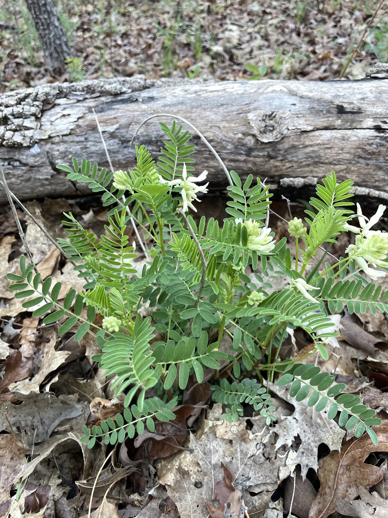 Astragalus crassicarpus var. trichocalyx photo 2
