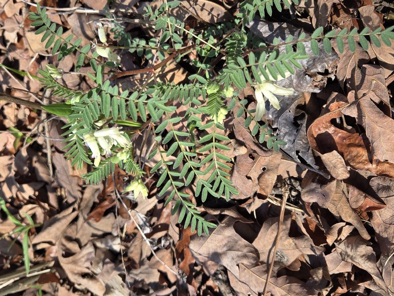 Astragalus crassicarpus var. trichocalyx photo 3