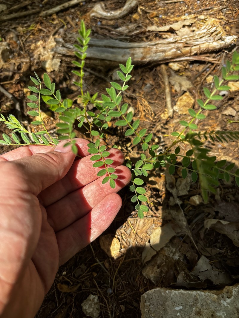 Astragalus crassicarpus var. trichocalyx photo 4