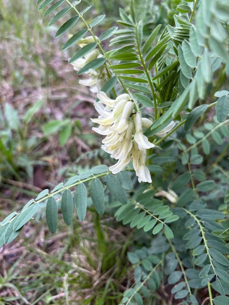 Astragalus crassicarpus var. trichocalyx photo 5