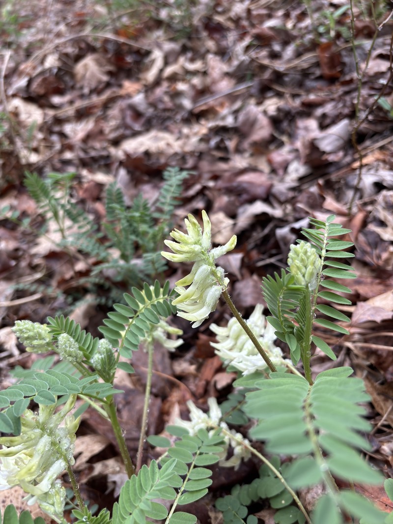 Astragalus crassicarpus var. trichocalyx photo 6