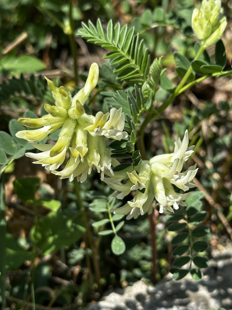 Astragalus crassicarpus var. trichocalyx photo 7