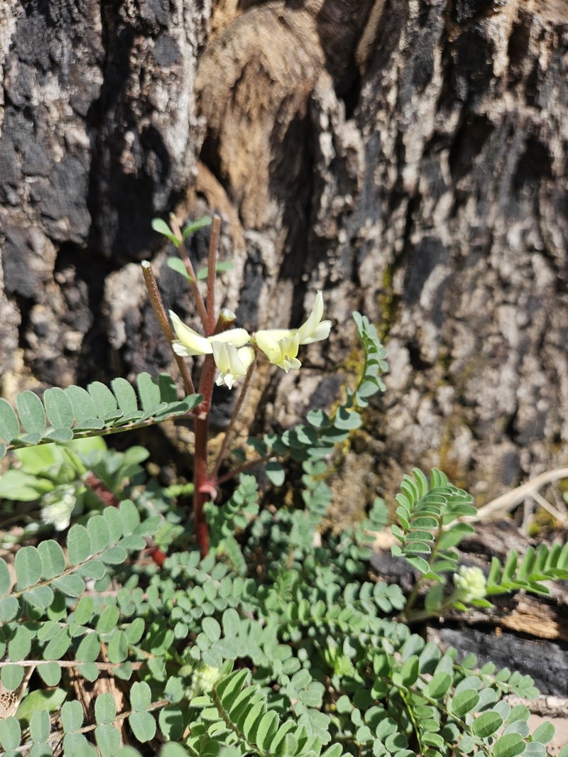 Astragalus crassicarpus var. trichocalyx photo 8