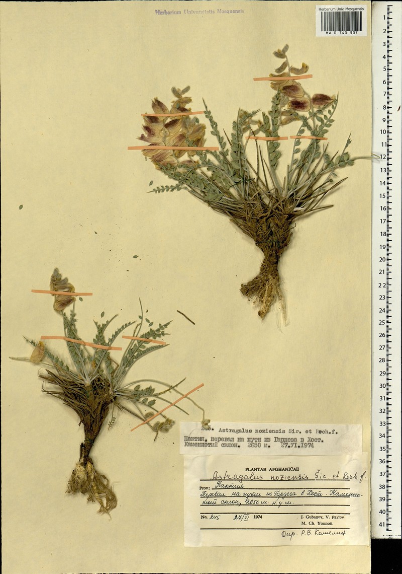 Astragalus crassispinus