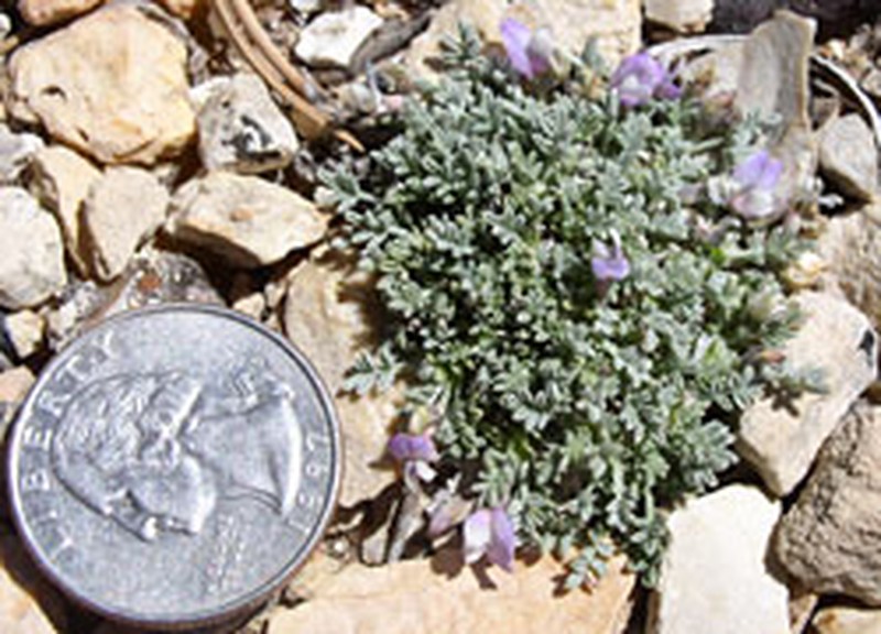 Sentry Milkvetch photo 2