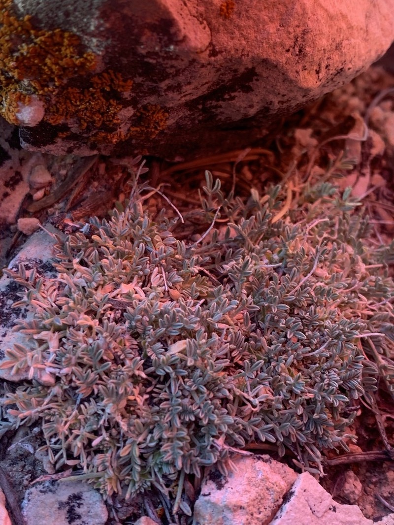 Sentry Milkvetch photo 4