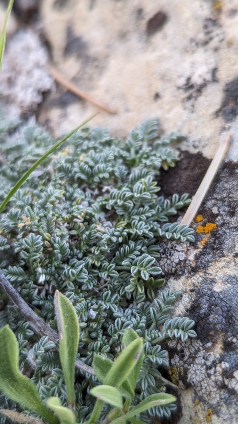 Sentry Milkvetch photo 7
