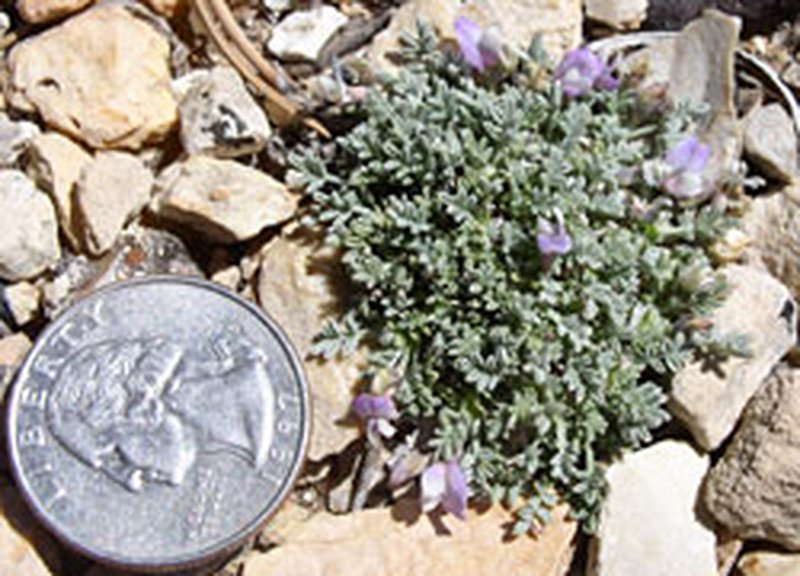 Sentry Milkvetch