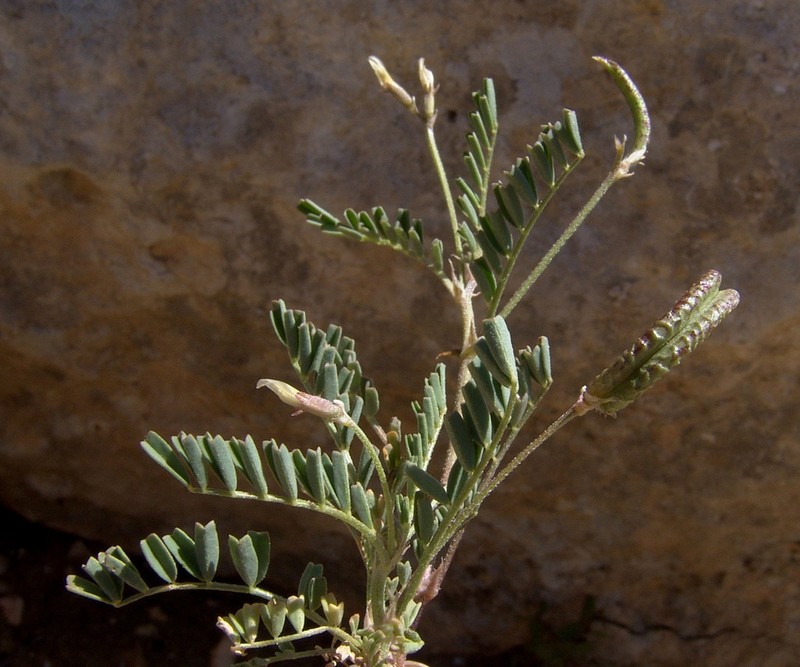 Astragalus corrugatus