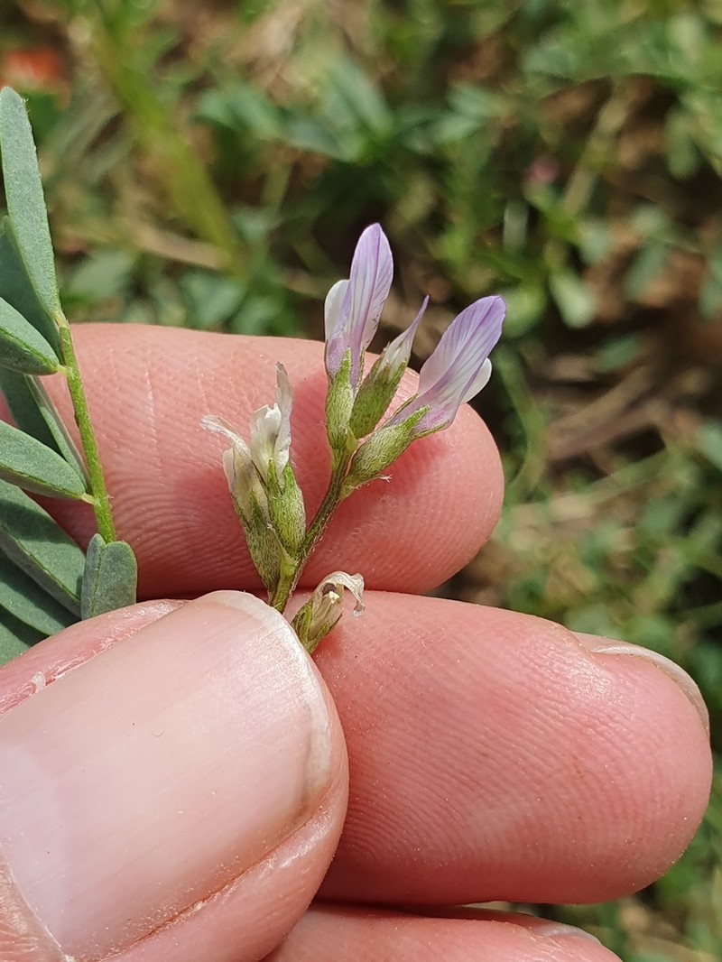 Astragalus corrugatus photo 4