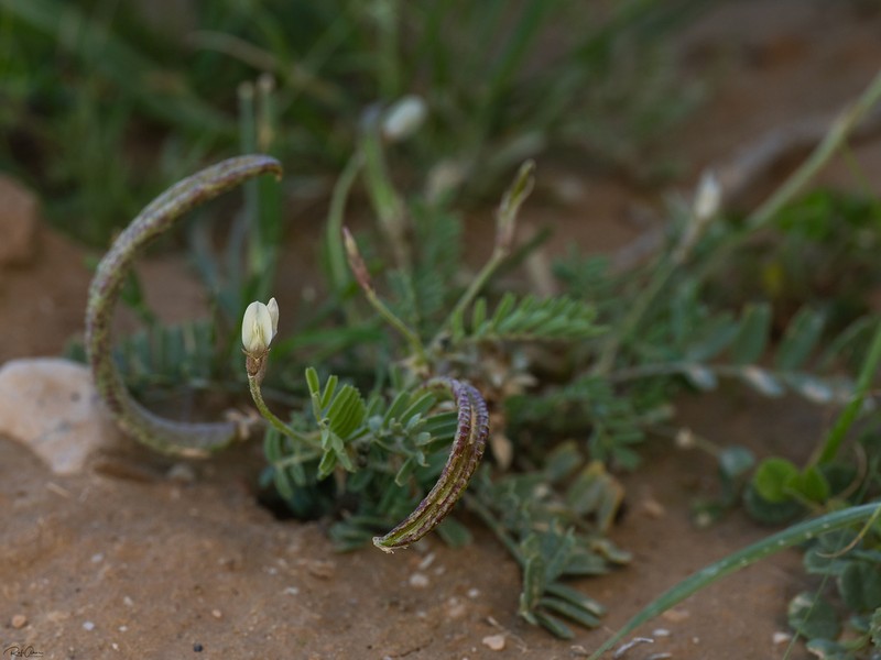 Astragalus corrugatus photo 5