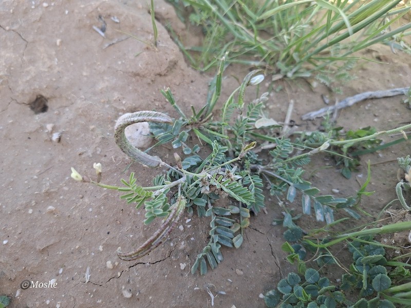 Astragalus corrugatus photo 7