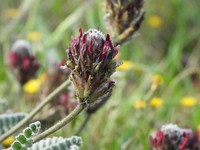 Astragalus cretaceus
