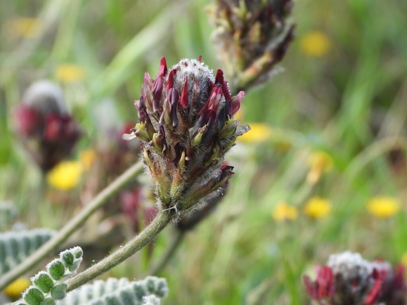 Astragalus cretaceus