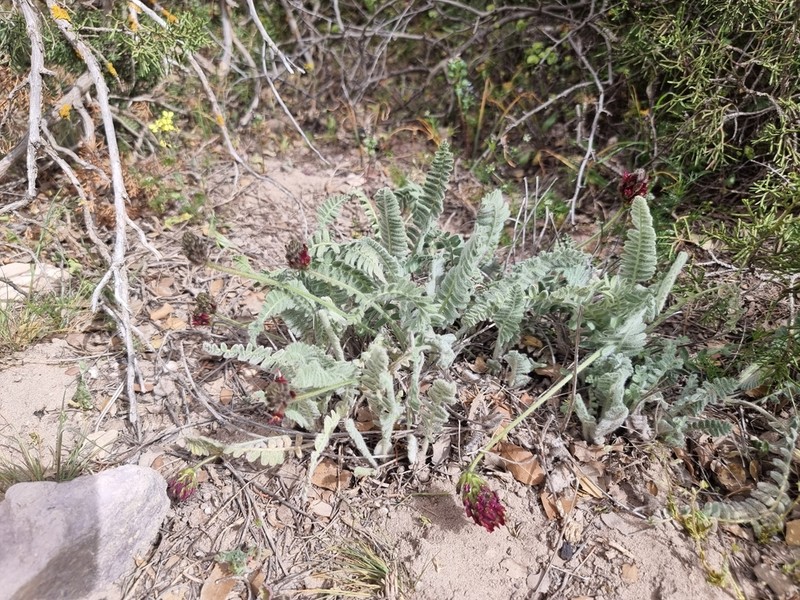 Astragalus cretaceus photo 2