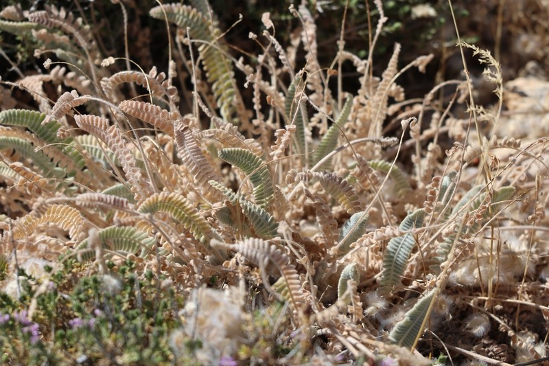 Astragalus cretaceus photo 3