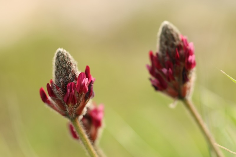 Astragalus cretaceus photo 4