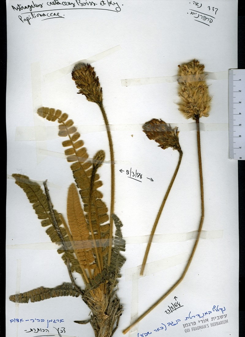 Astragalus cretaceus photo 5