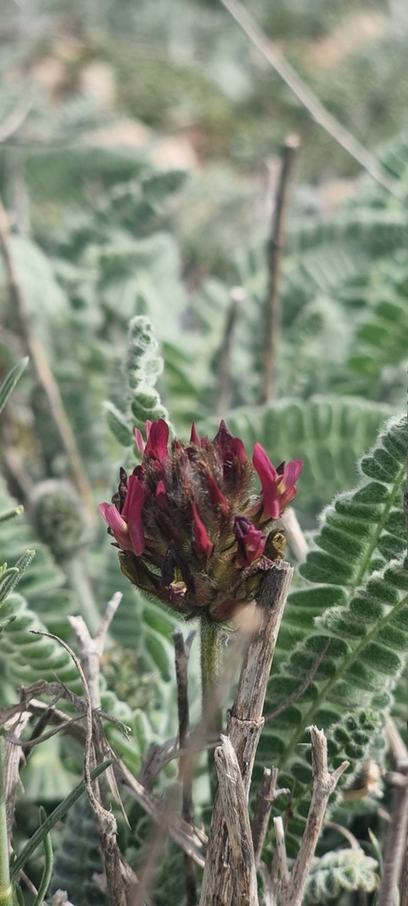 Astragalus cretaceus photo 6
