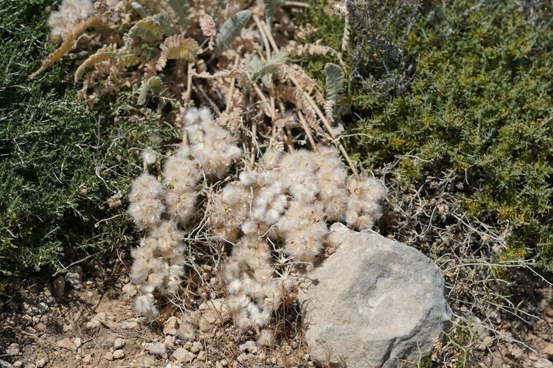 Astragalus cretaceus photo 7