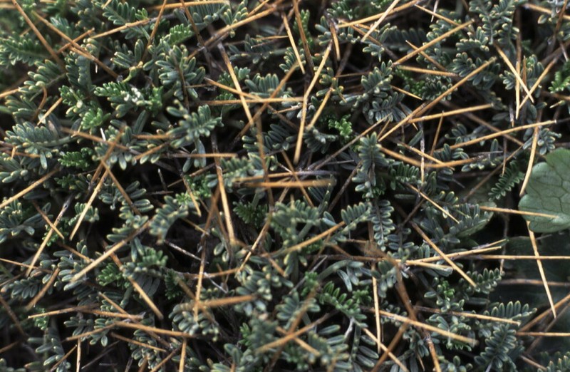 Astragalus creticus photo 2