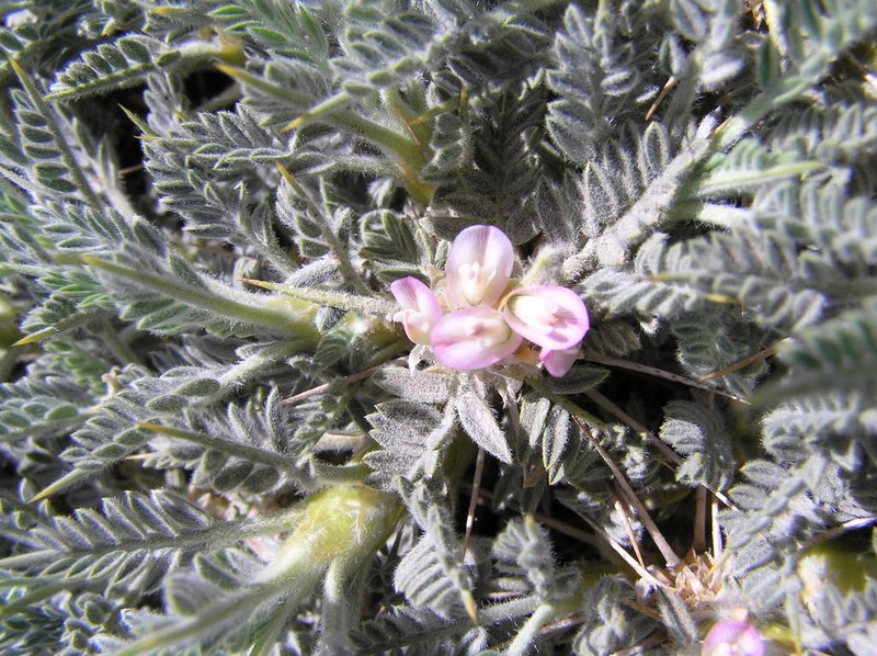 Astragalus creticus photo 3