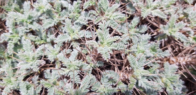 Astragalus creticus photo 4