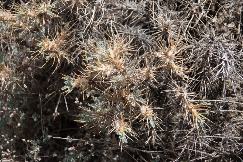 Astragalus creticus photo 5