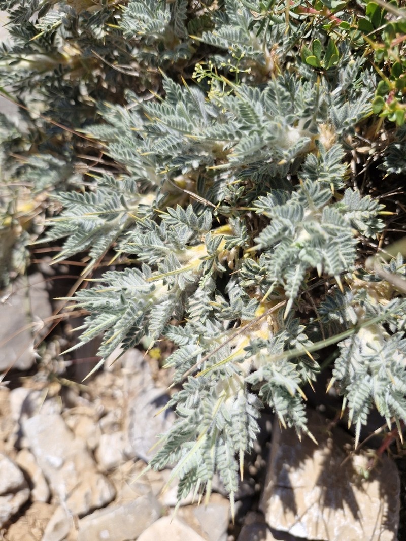 Astragalus creticus photo 6