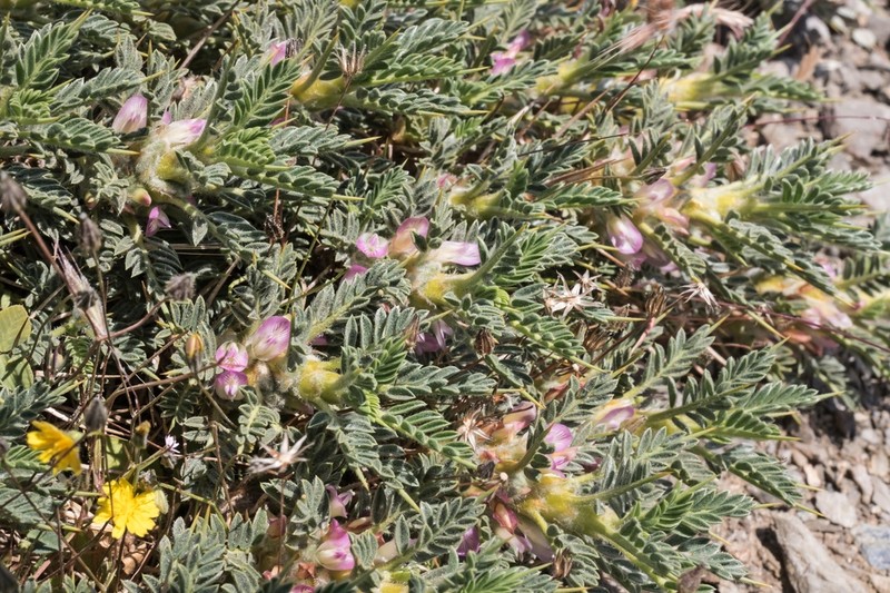 Astragalus creticus photo 7